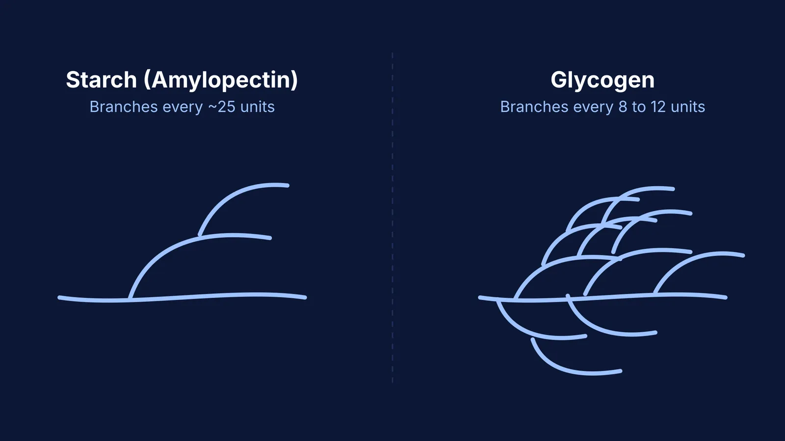 Starch and glycogen structure branching