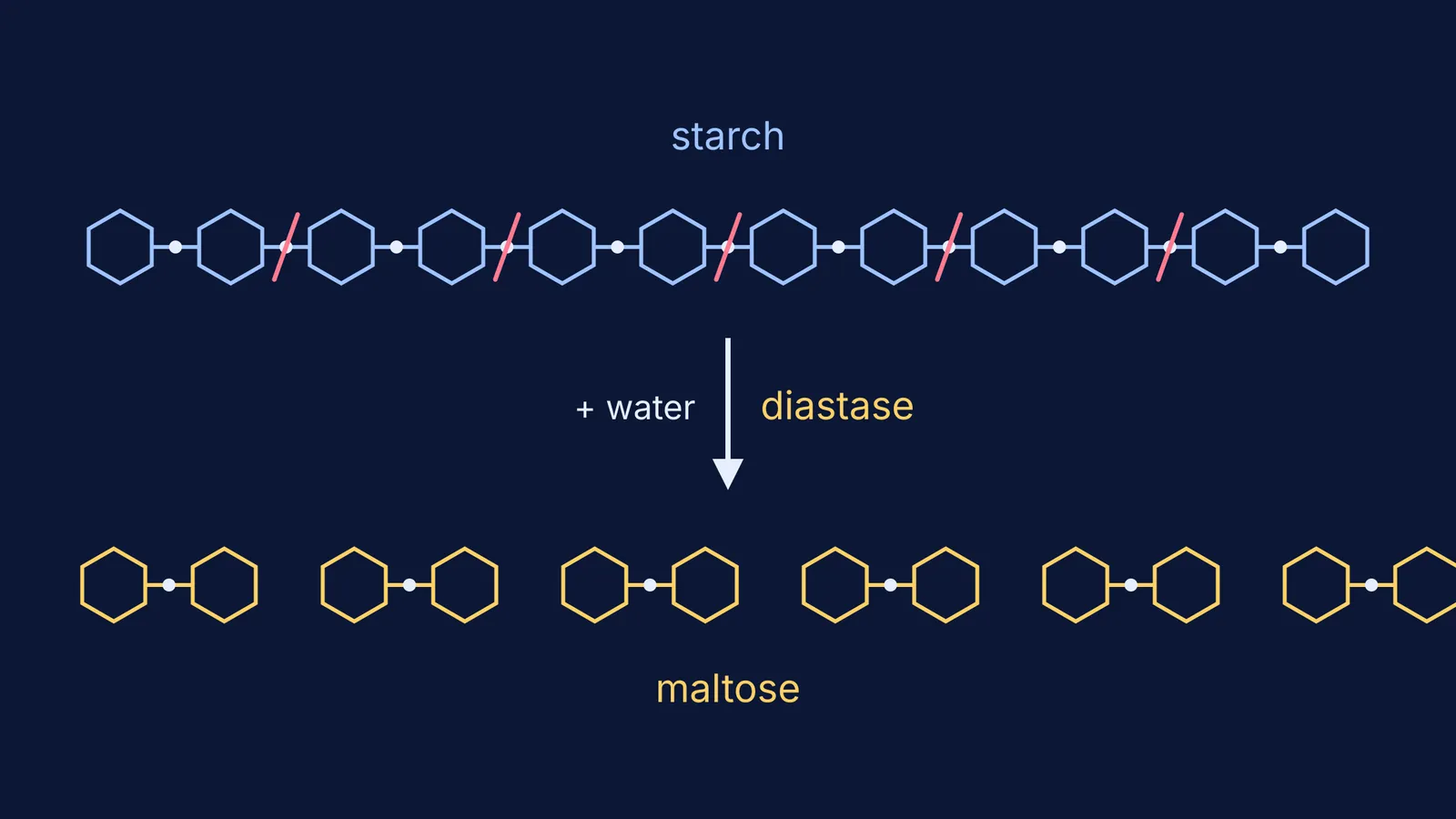 Starch chain of glucose rings cut by diastase into maltose pairs