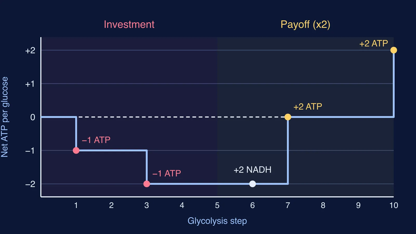 Step chart of running ATP balance across the ten steps of glycolysis