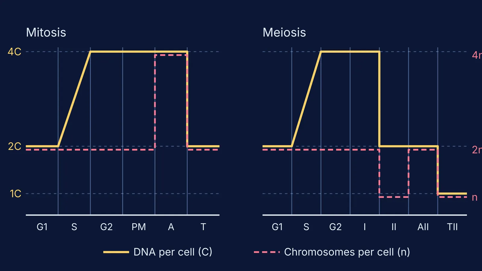 Step graphs of DNA content and chromosome number through mitosis and meiosis