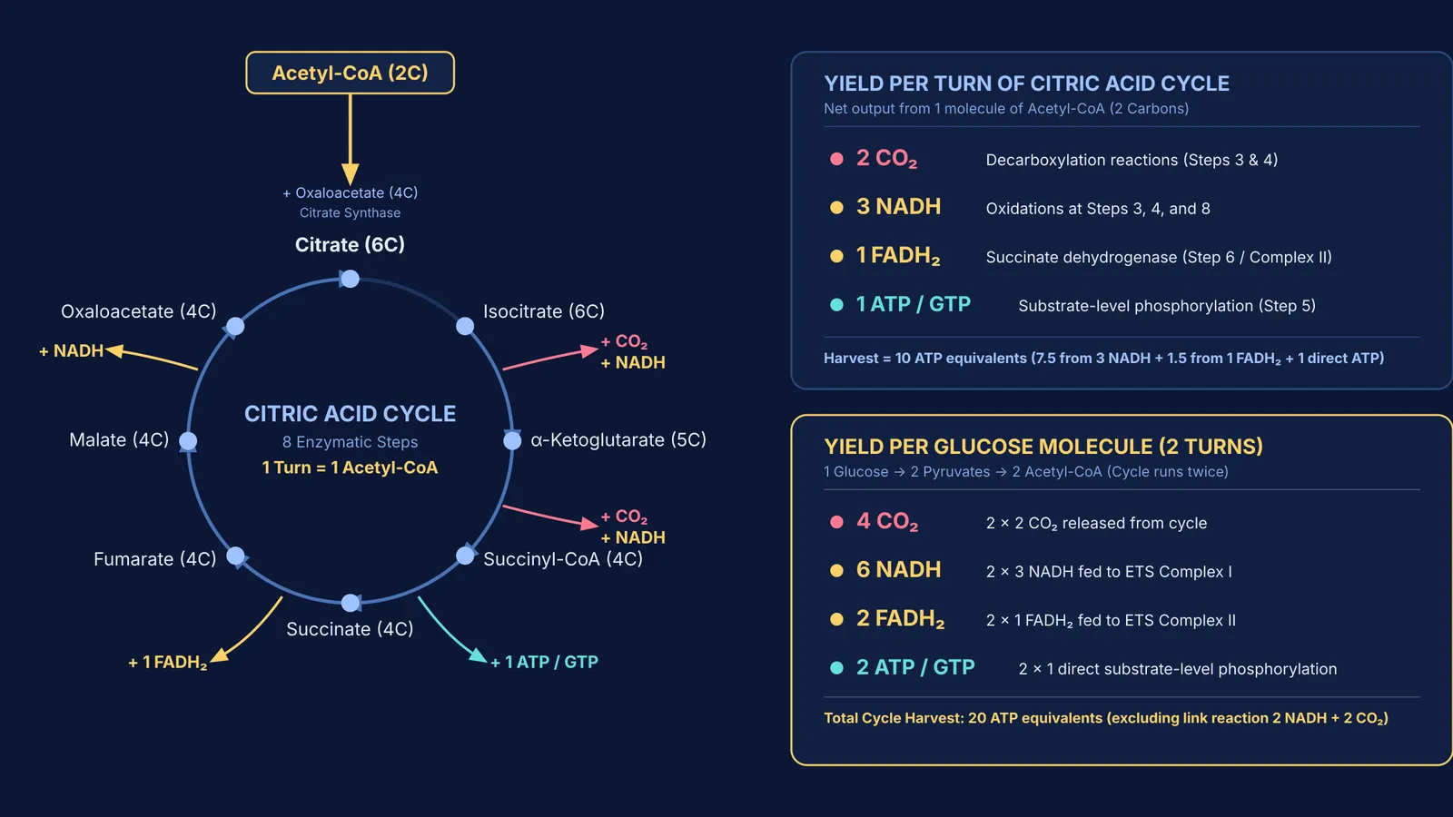 Stoichiometry diagram of the Krebs cycle showing products per turn and per glucose