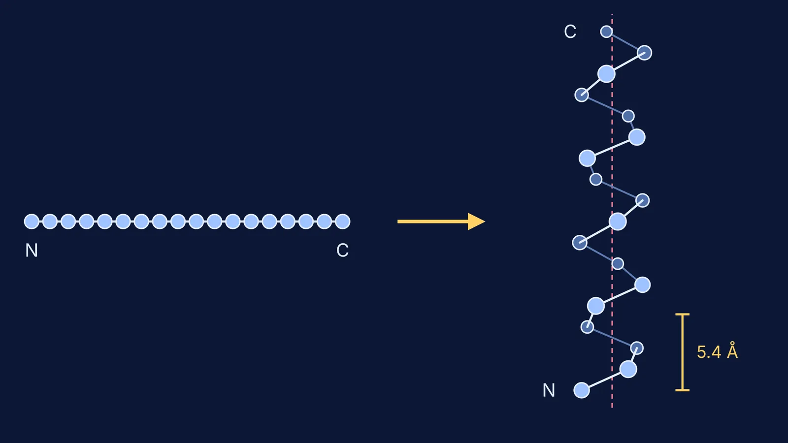 Straight chain of 18 amino acids folding into a right-handed alpha helix