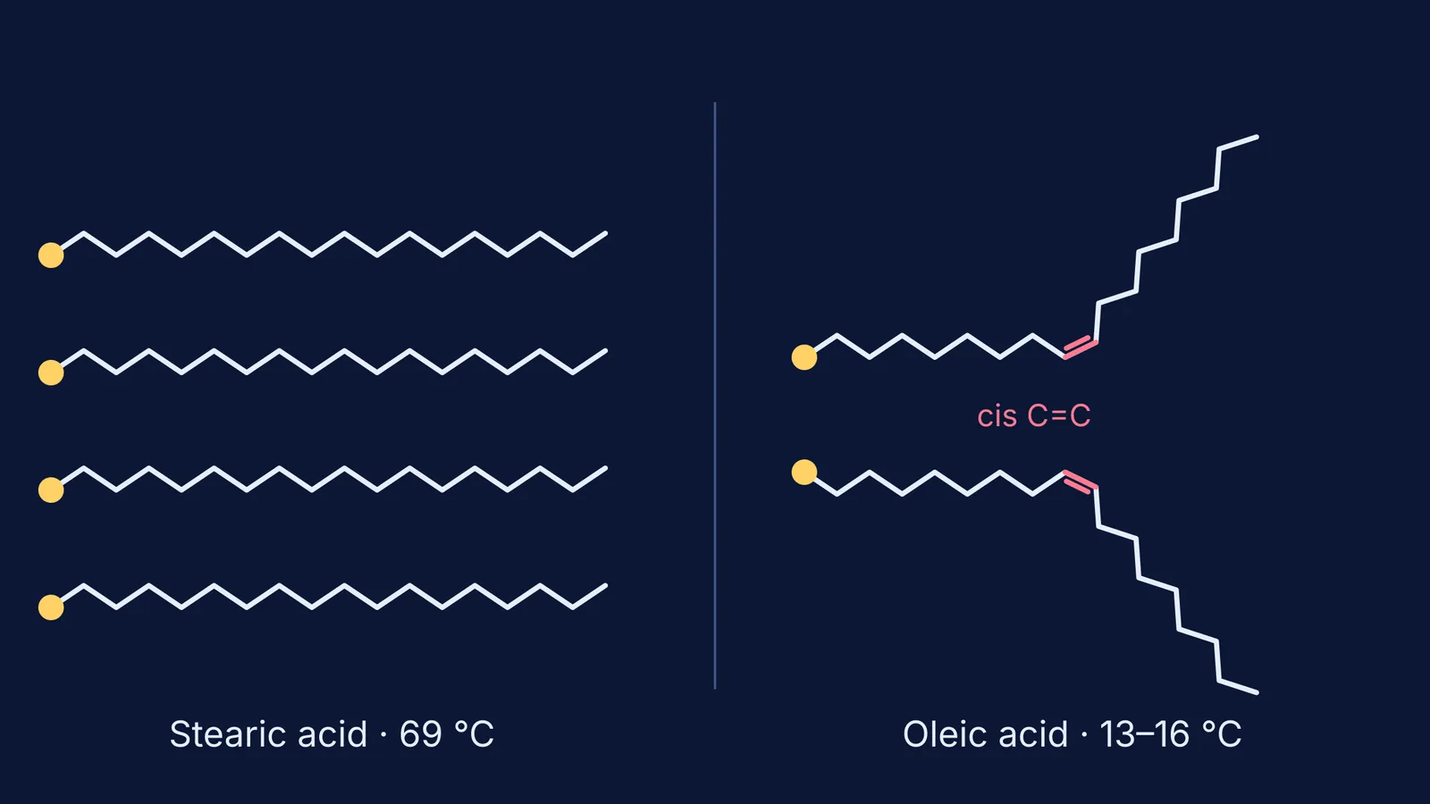 Straight stearic acid chains packed tightly beside kinked oleic acid chains