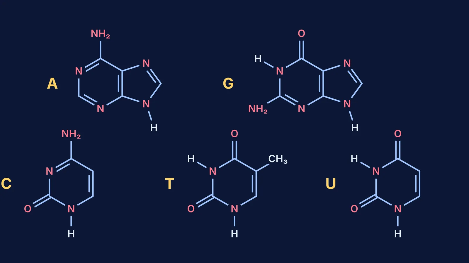 Structures of the five nucleic acid bases A, G, C, T and U