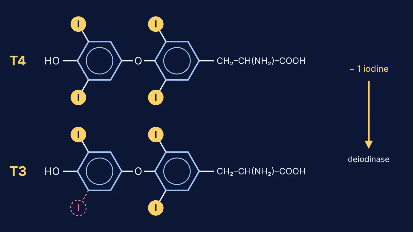 Structures of thyroxine (T4) and T3, showing T3 missing one outer-ring iodine