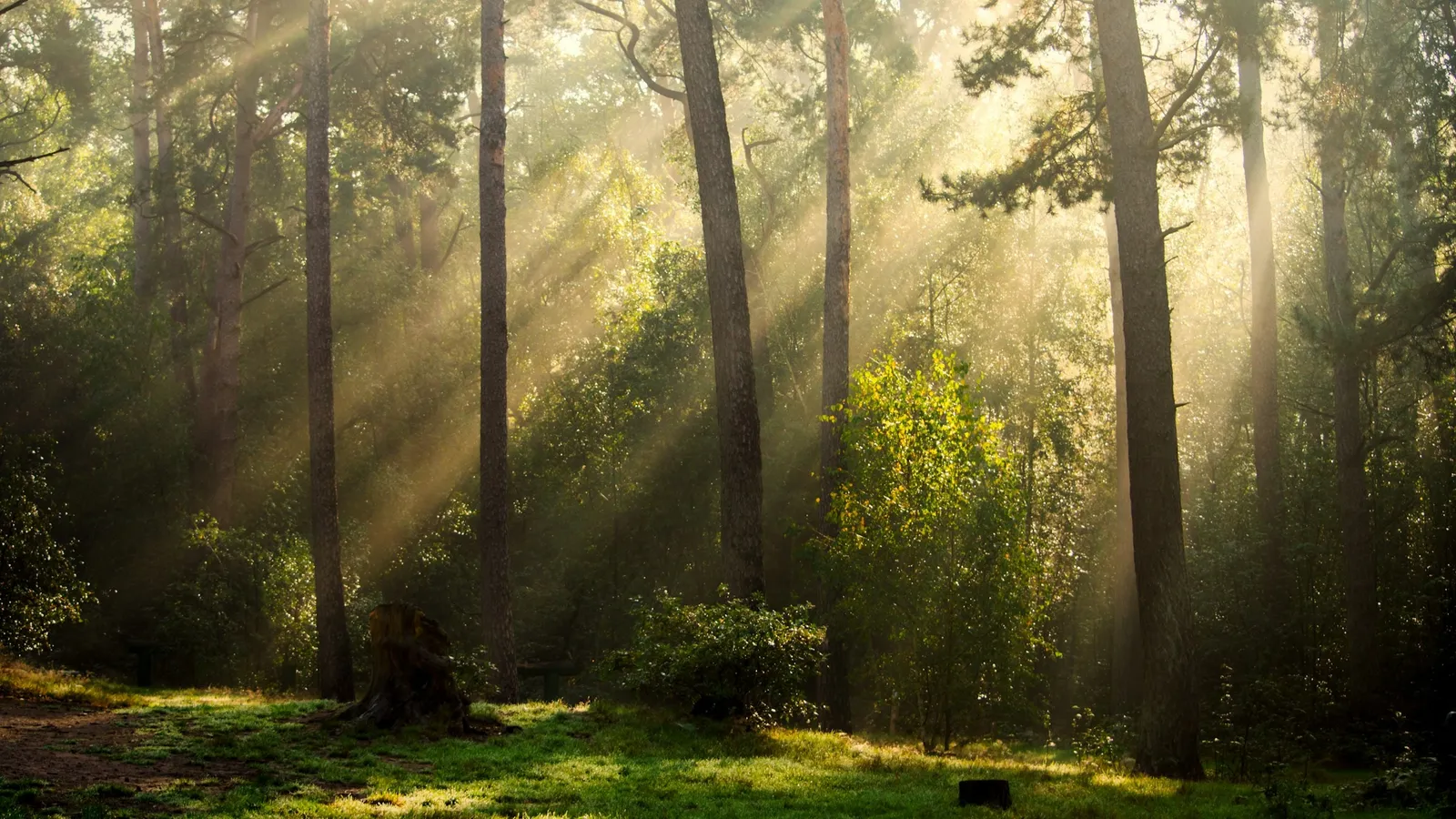 Sunbeams streaming through trees in a misty forest