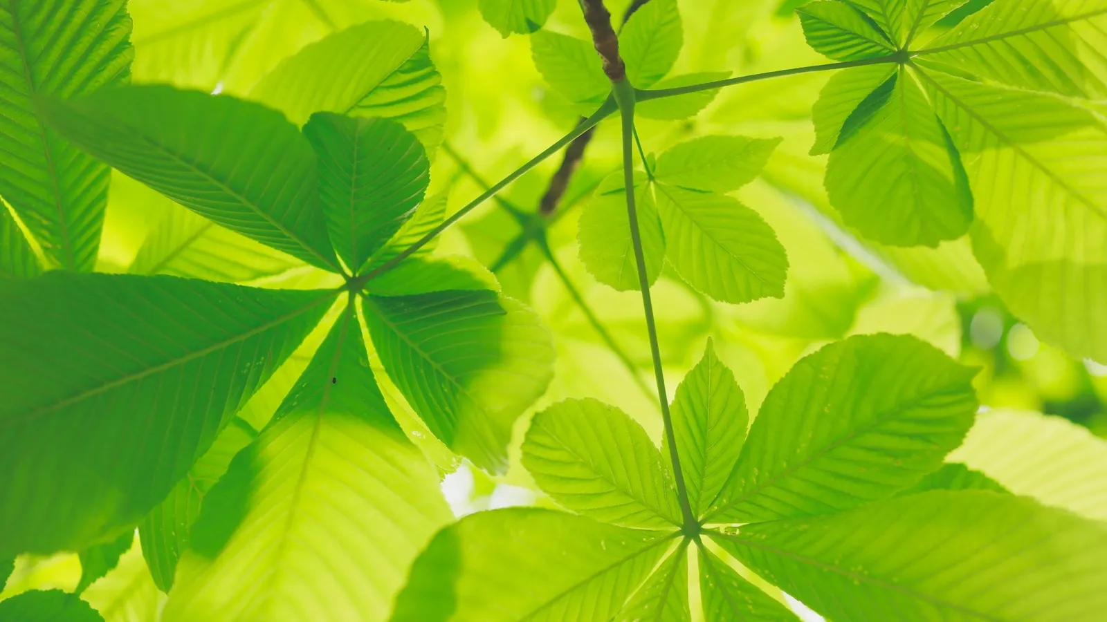 Sunlight shining through bright green leaves