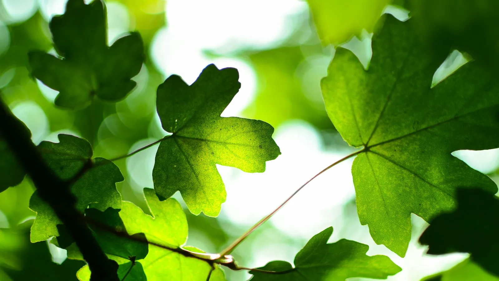 Sunlight shining through broad green leaves