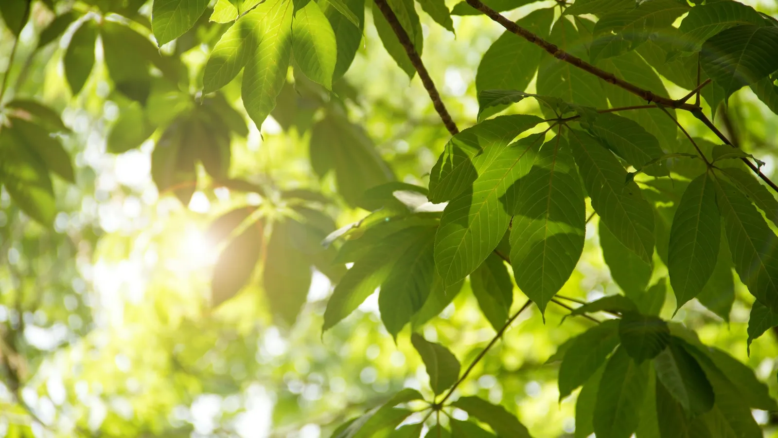 Sunlight streaming through green leaves
