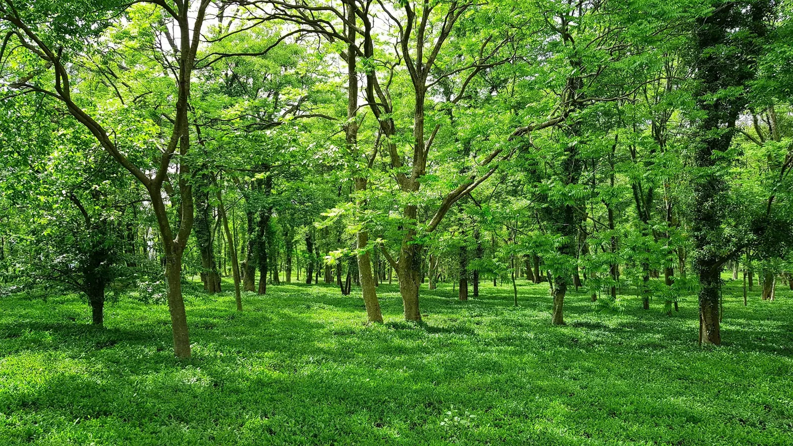 Sunlit green trees in an open Indian forest