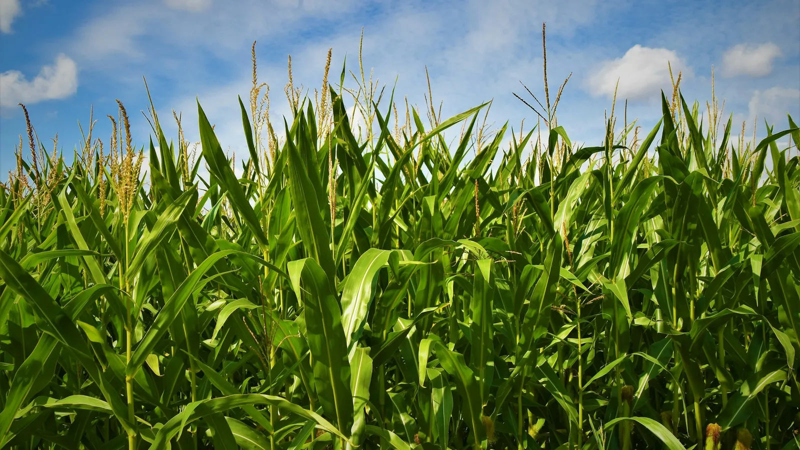 Tall maize plants growing in a field under a blue sky