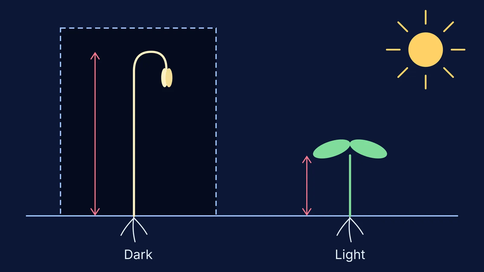 Tall pale hooked seedling in a dark box beside a short green one
