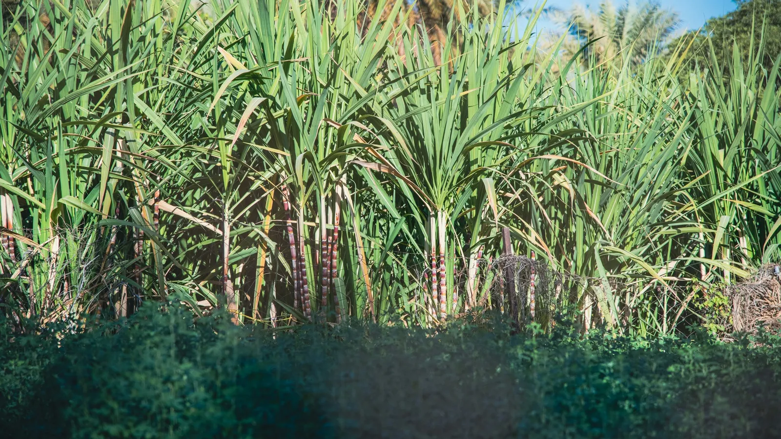 Tall sugarcane growing in a field under a blue sky