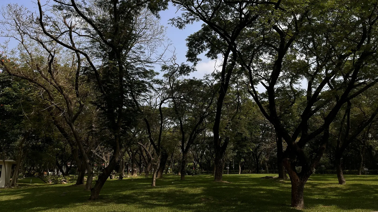 Tall trees shading a campus lawn on a sunny day