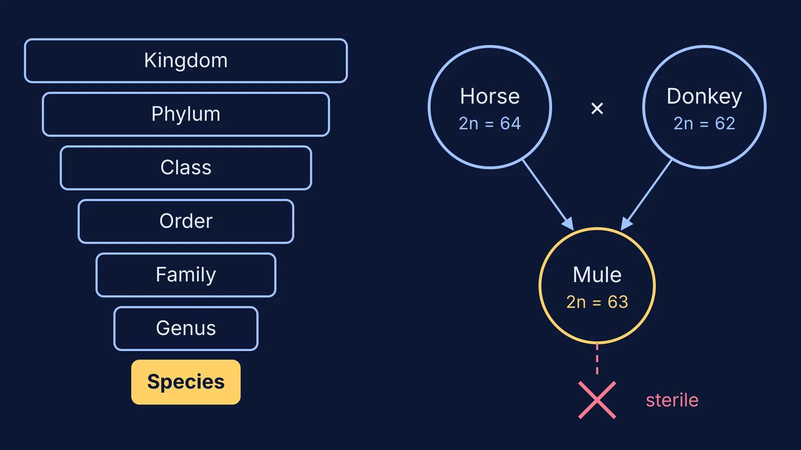 Taxonomic ladder ending at species beside a horse-donkey cross giving a sterile mule
