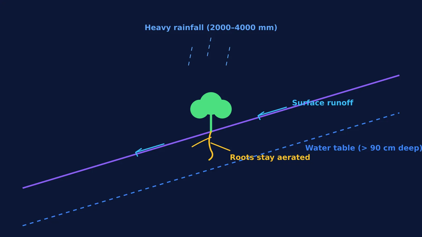 Tea plant on a hill slope showing rapid runoff and a deep water table.