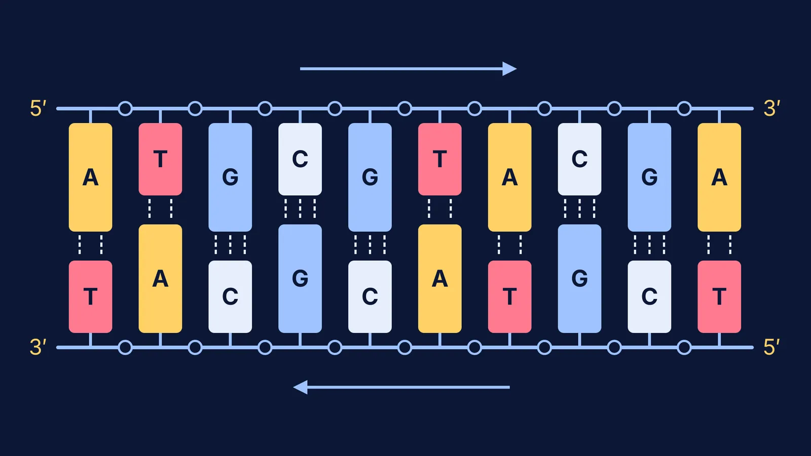 Ten DNA base pairs on antiparallel strands, with two or three hydrogen bonds each