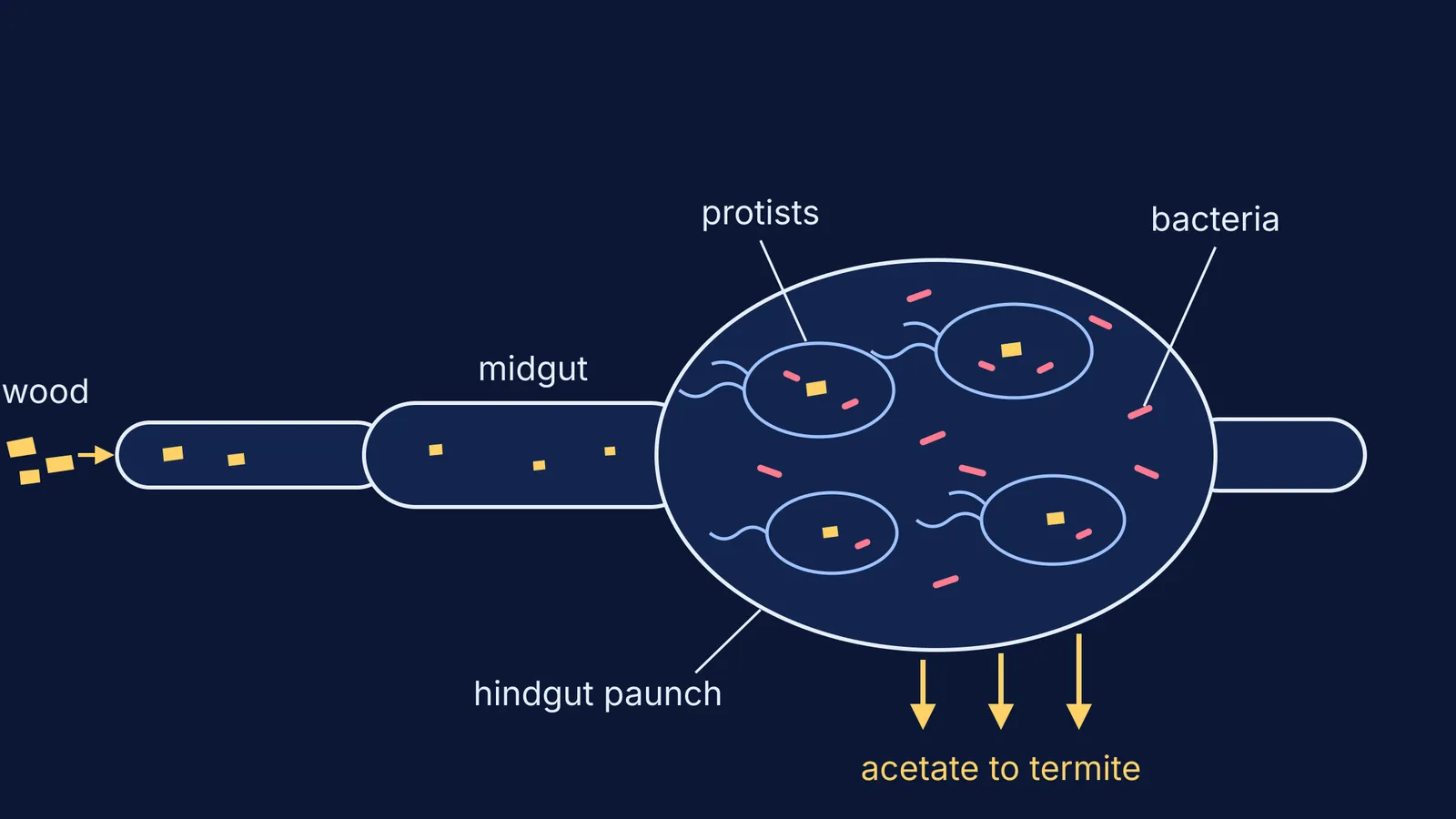 Termite gut diagram: wood passes to the hindgut, where protists and bacteria release acetate