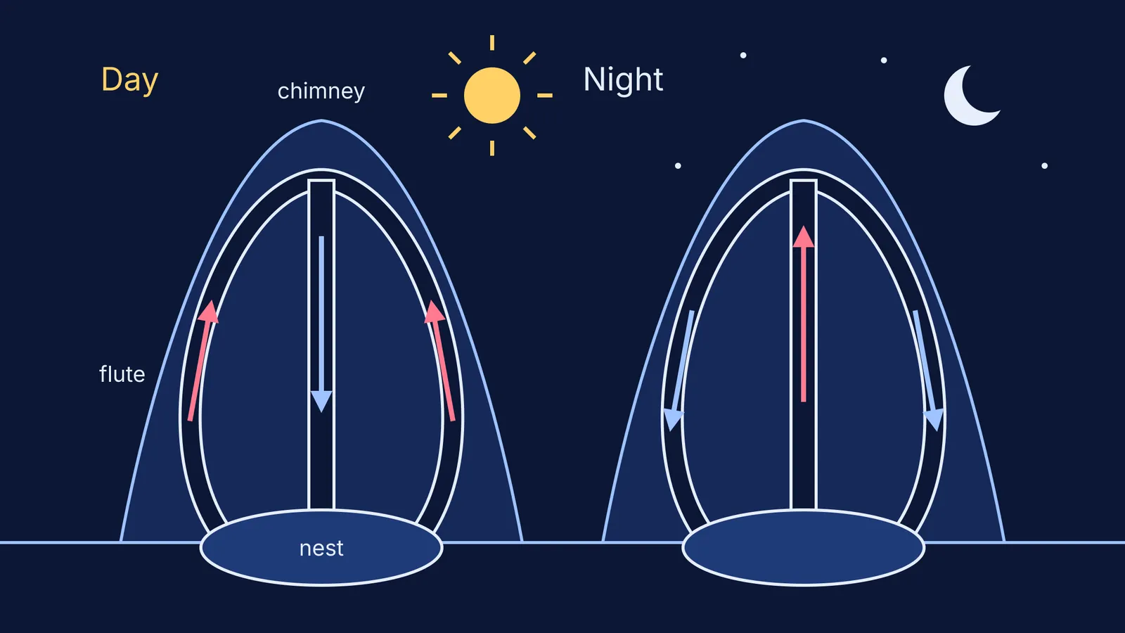 Termite mound cross-section showing airflow reversing between day and night