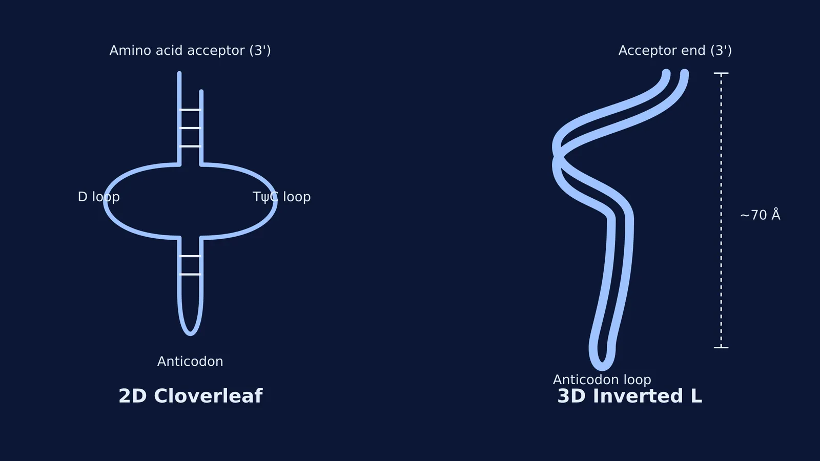 The 2D cloverleaf and 3D inverted L structures of transfer RNA.