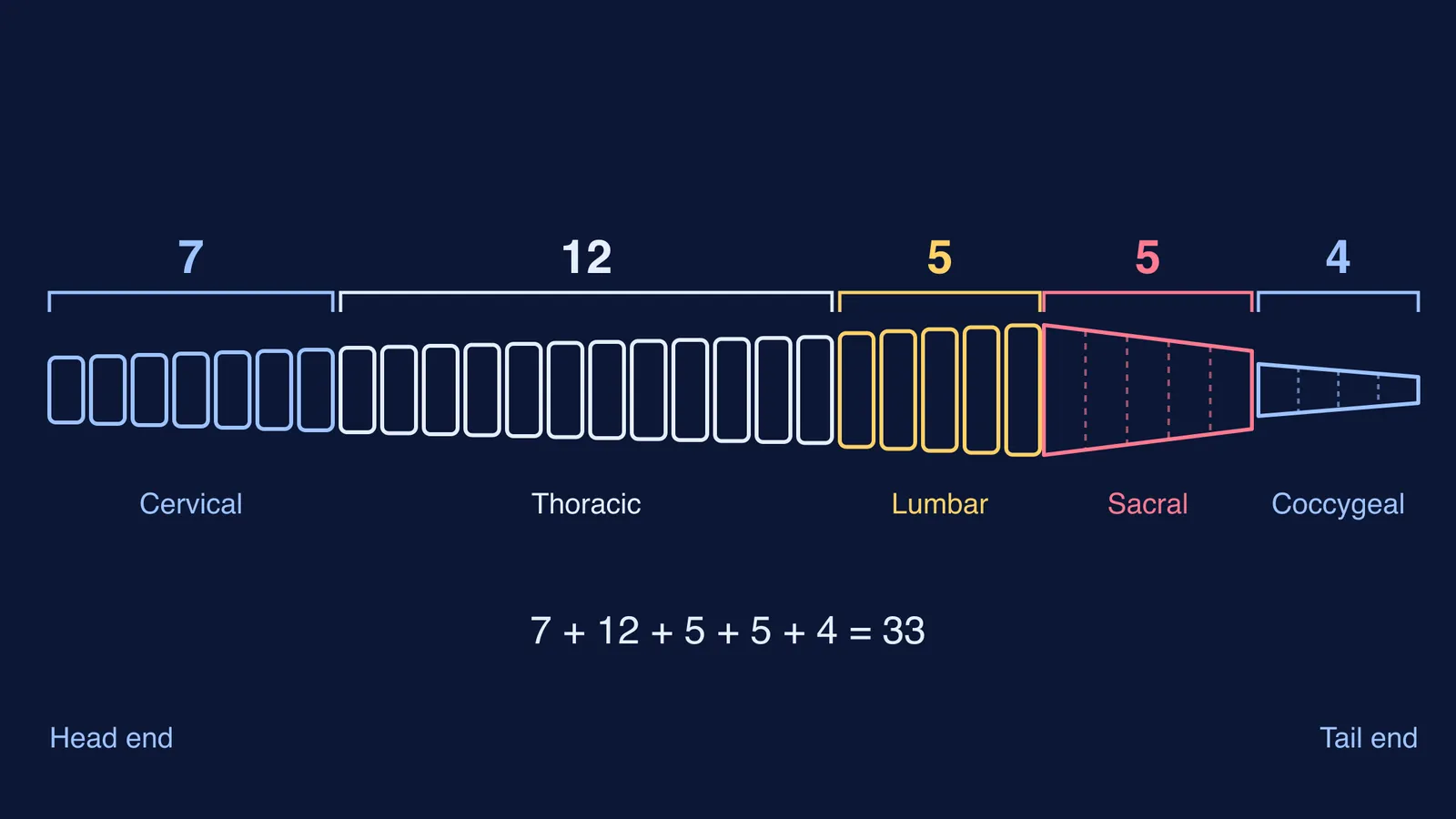 The 33 vertebrae of the human spine grouped into five labelled regions