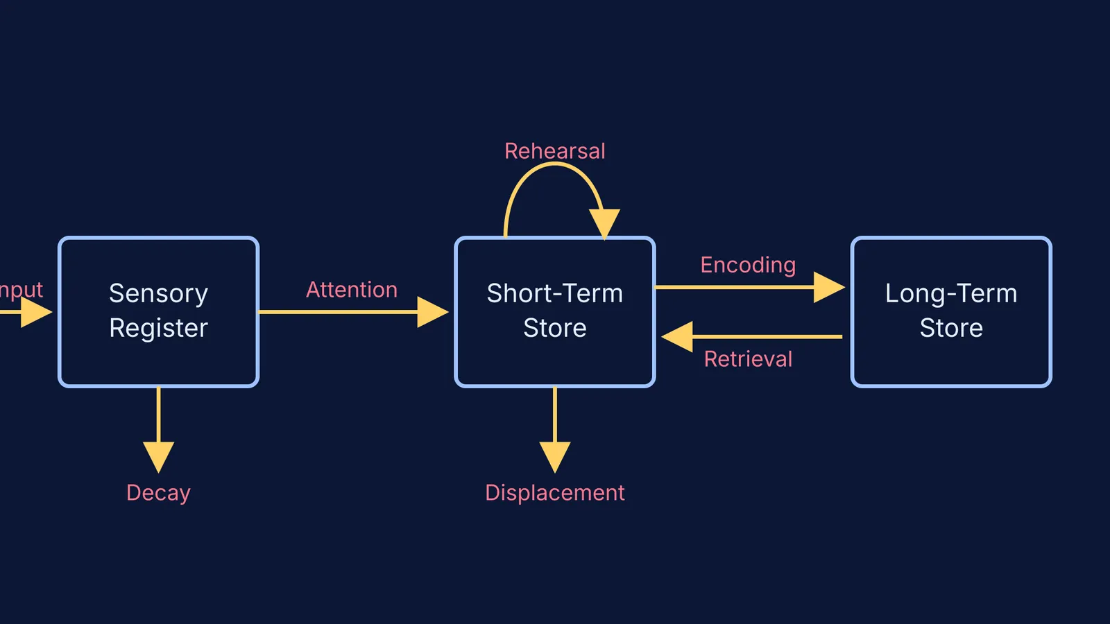 The Atkinson-Shiffrin multi-store memory model showing sensory, short-term and long-term stores.