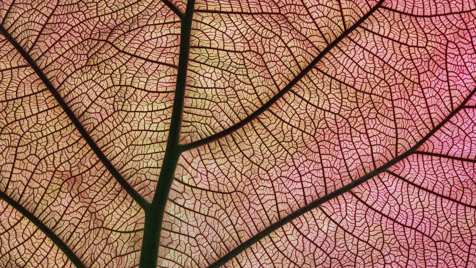 The fine vein network of a leaf against light