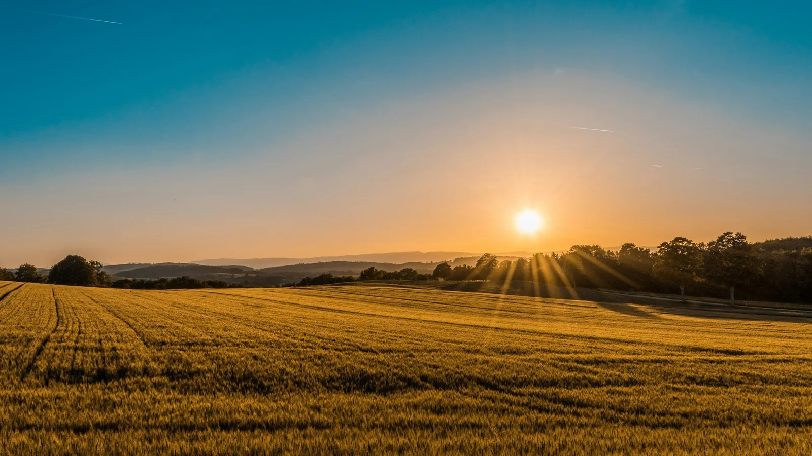 The Sun rising over a golden field