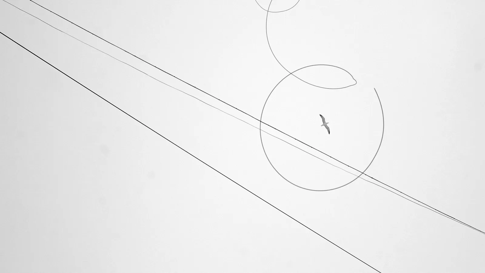 Thin pencil lines and a curve drawn on white paper