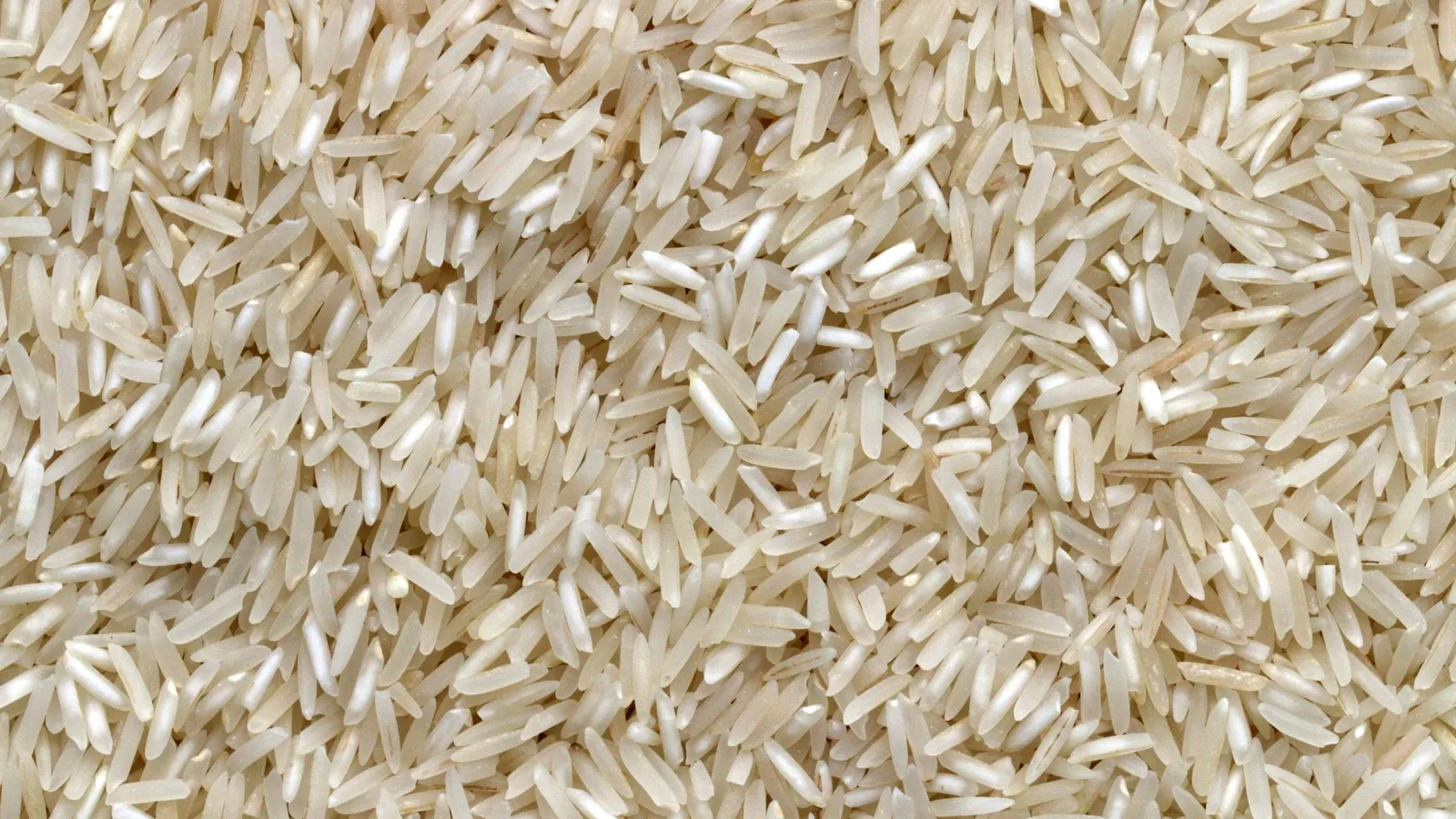 Thousands of uncooked rice grains spread out