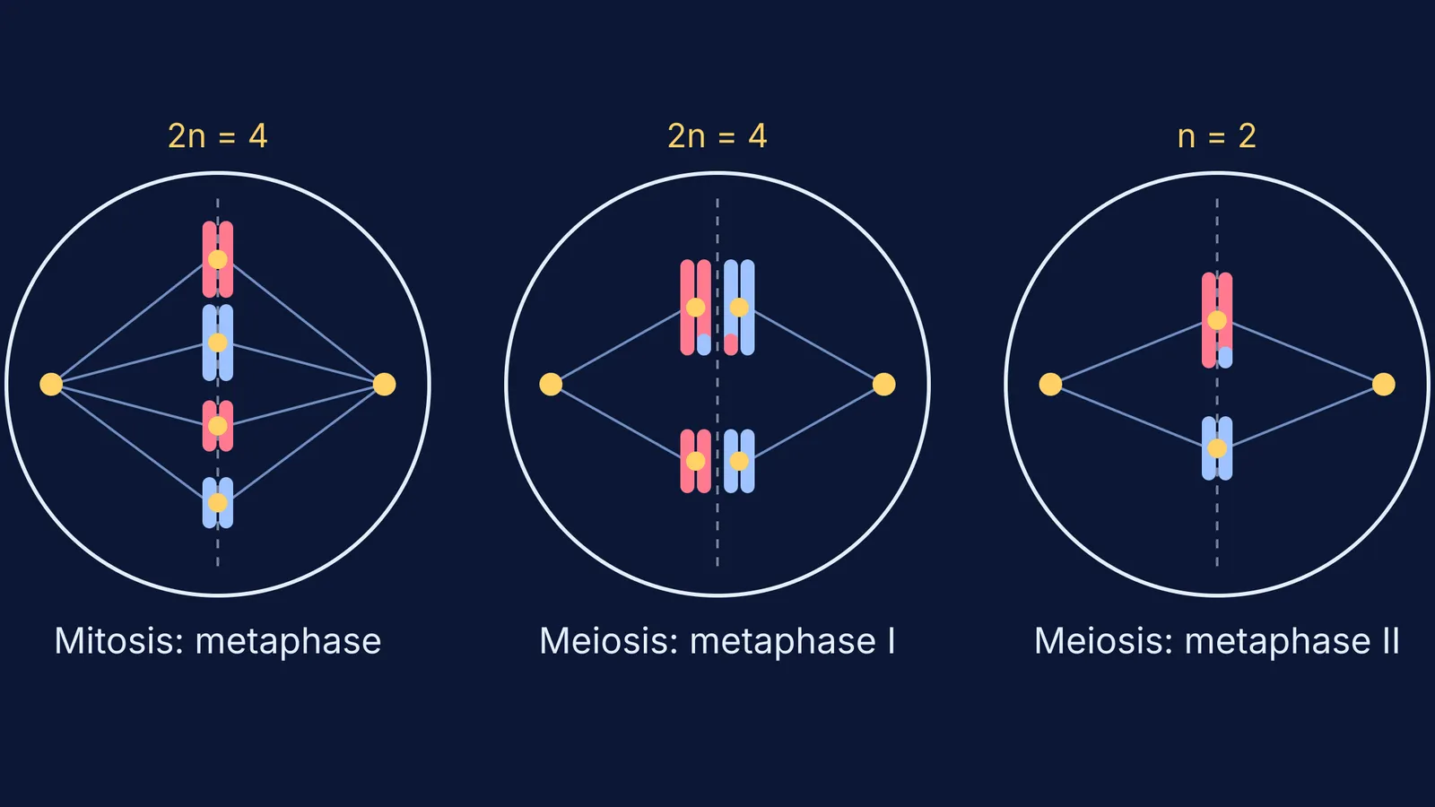 Three cells comparing chromosome alignment in mitotic metaphase, metaphase I and metaphase II