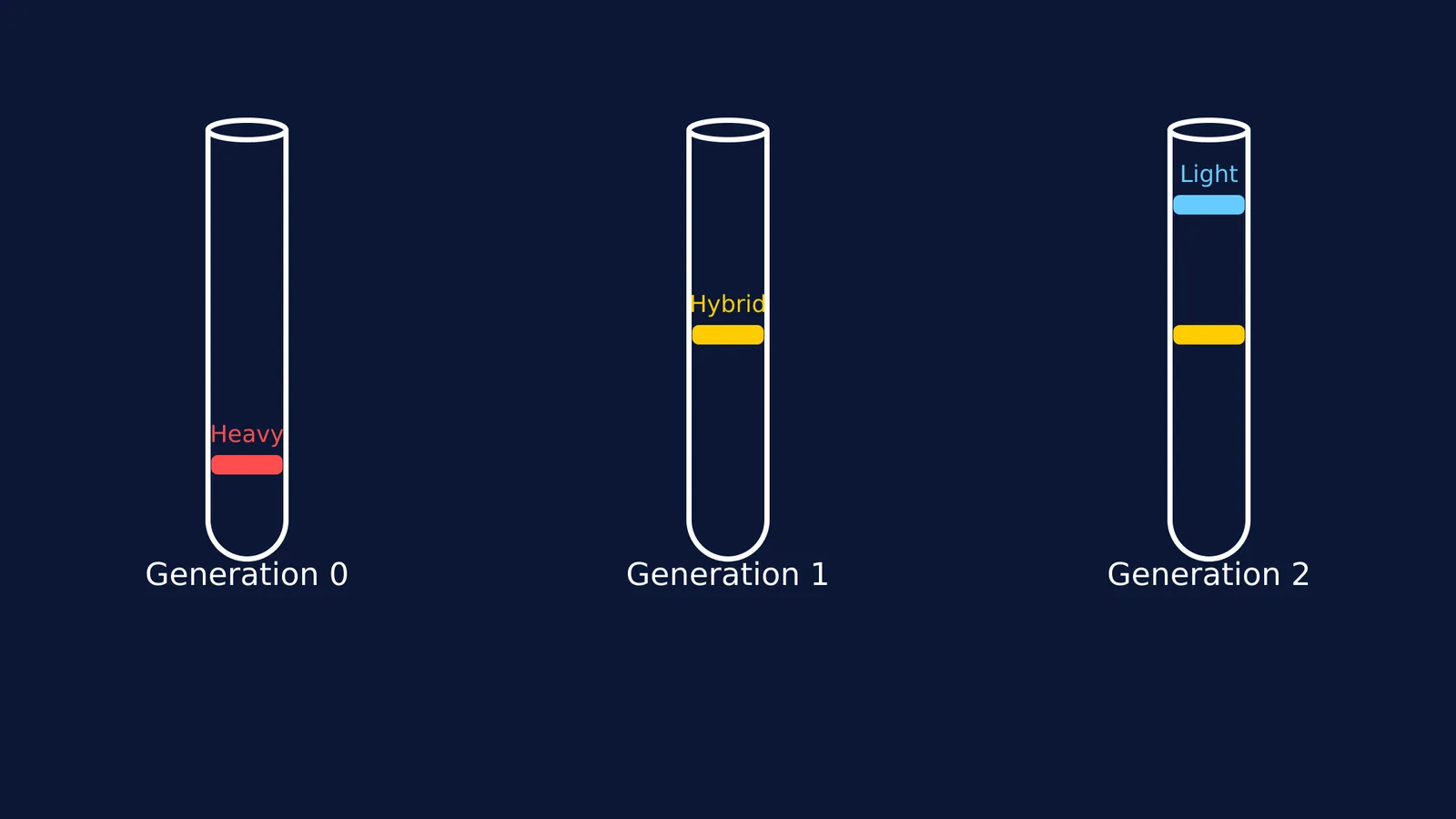 Three centrifuge tubes showing DNA density bands after 0, 1 and 2 generations.