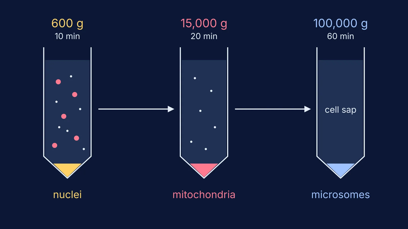 Three centrifuge tubes spun faster in turn, pelleting nuclei, mitochondria and microsomes