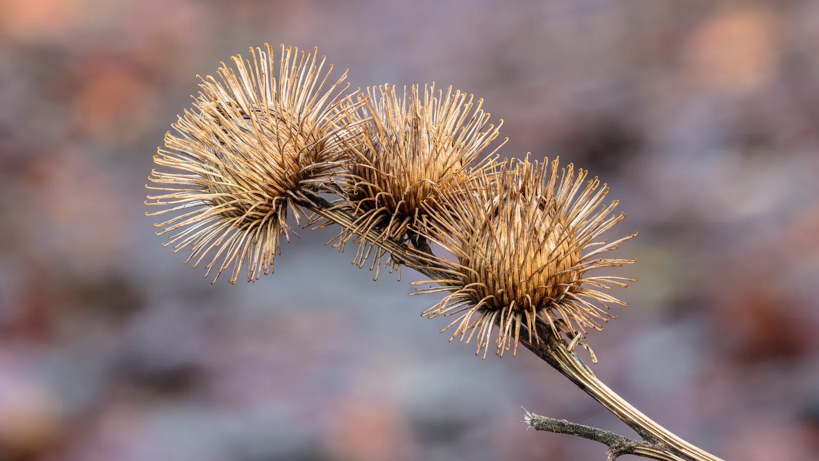 Three dried burdock burrs with hooked spines on a stem