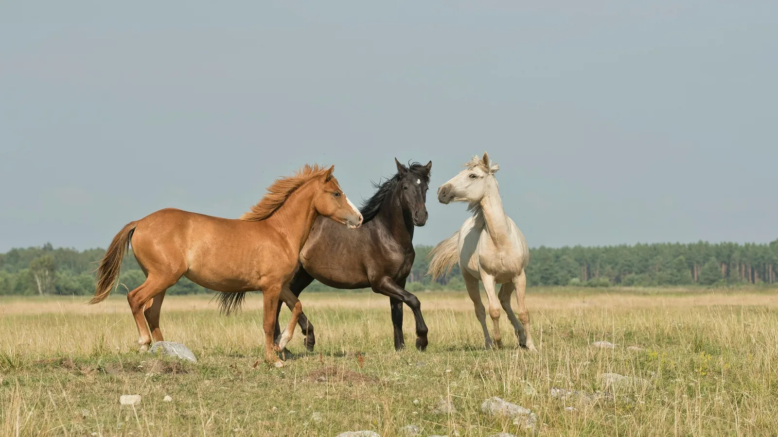 Three horses standing in an open field