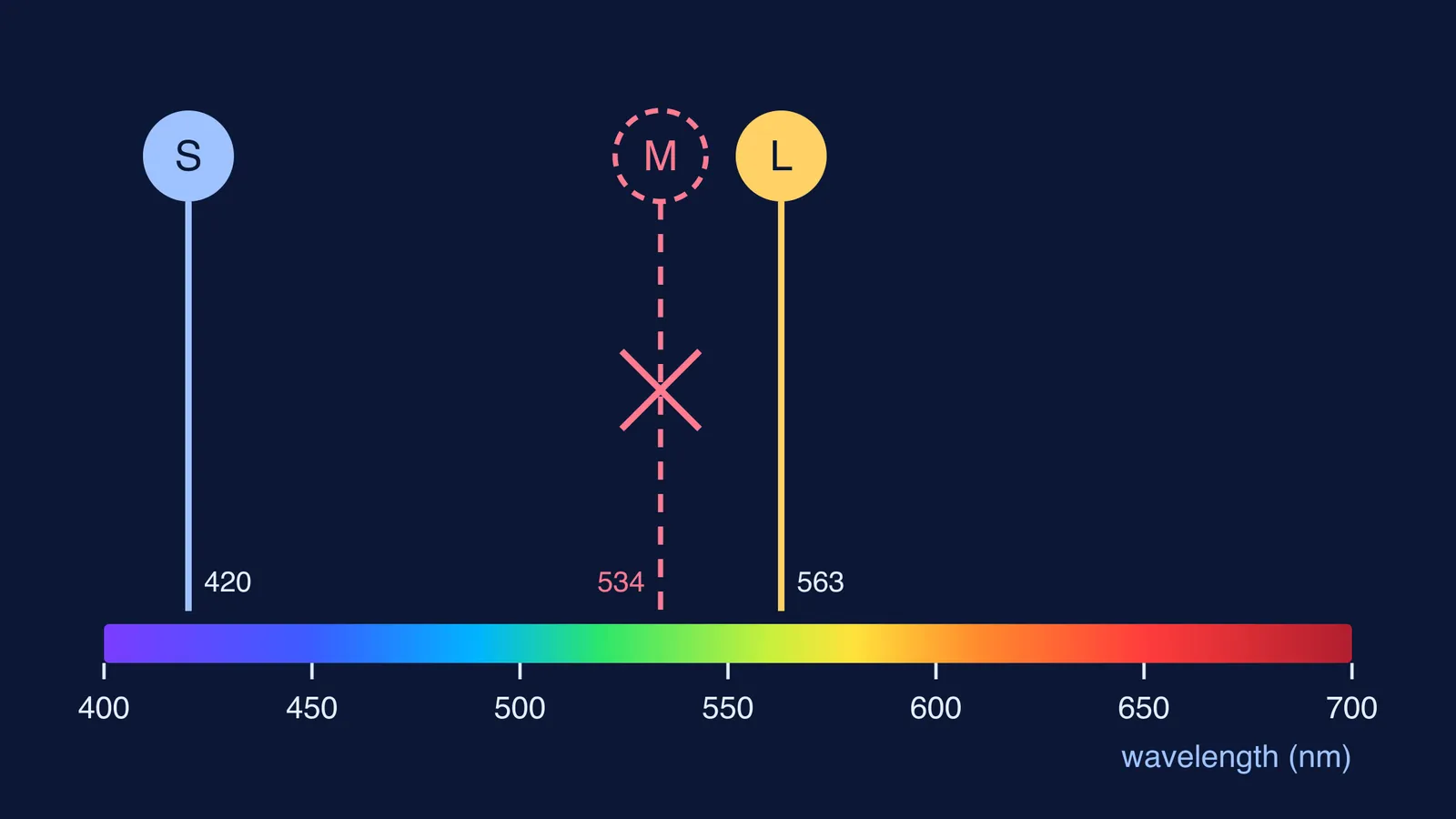 Three human cone peaks on a spectrum, with Dalton's missing green cone crossed out