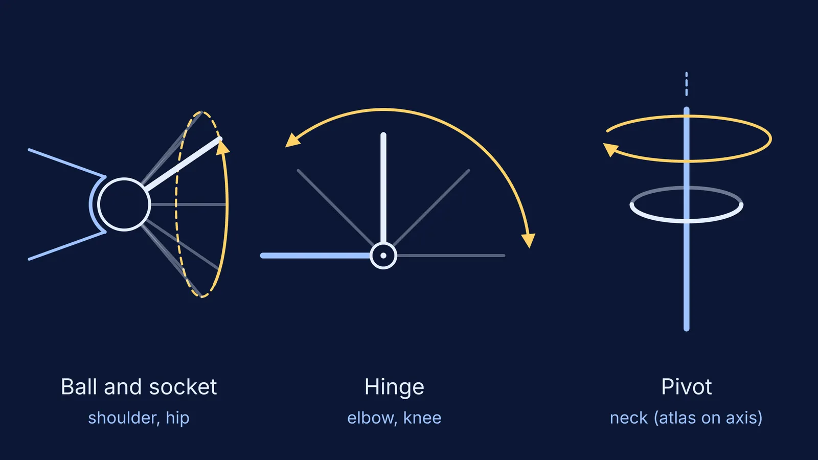 Three joint types: ball and socket circling, hinge bending, pivot rotating