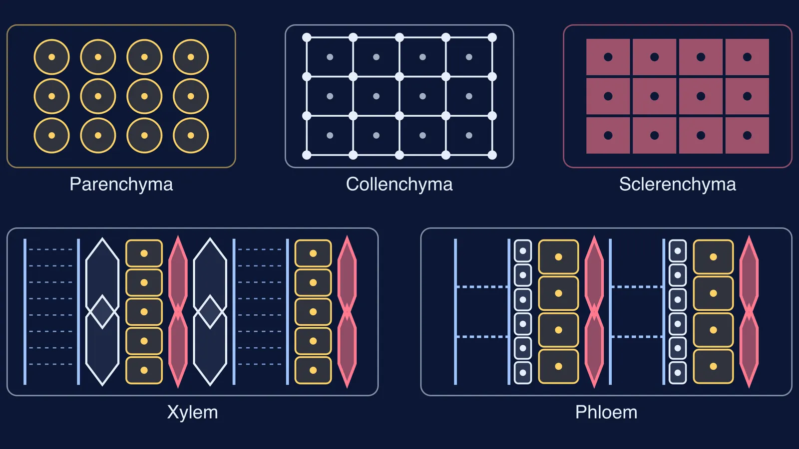 Three single-cell-type plant tissues above xylem and phloem made of mixed cells