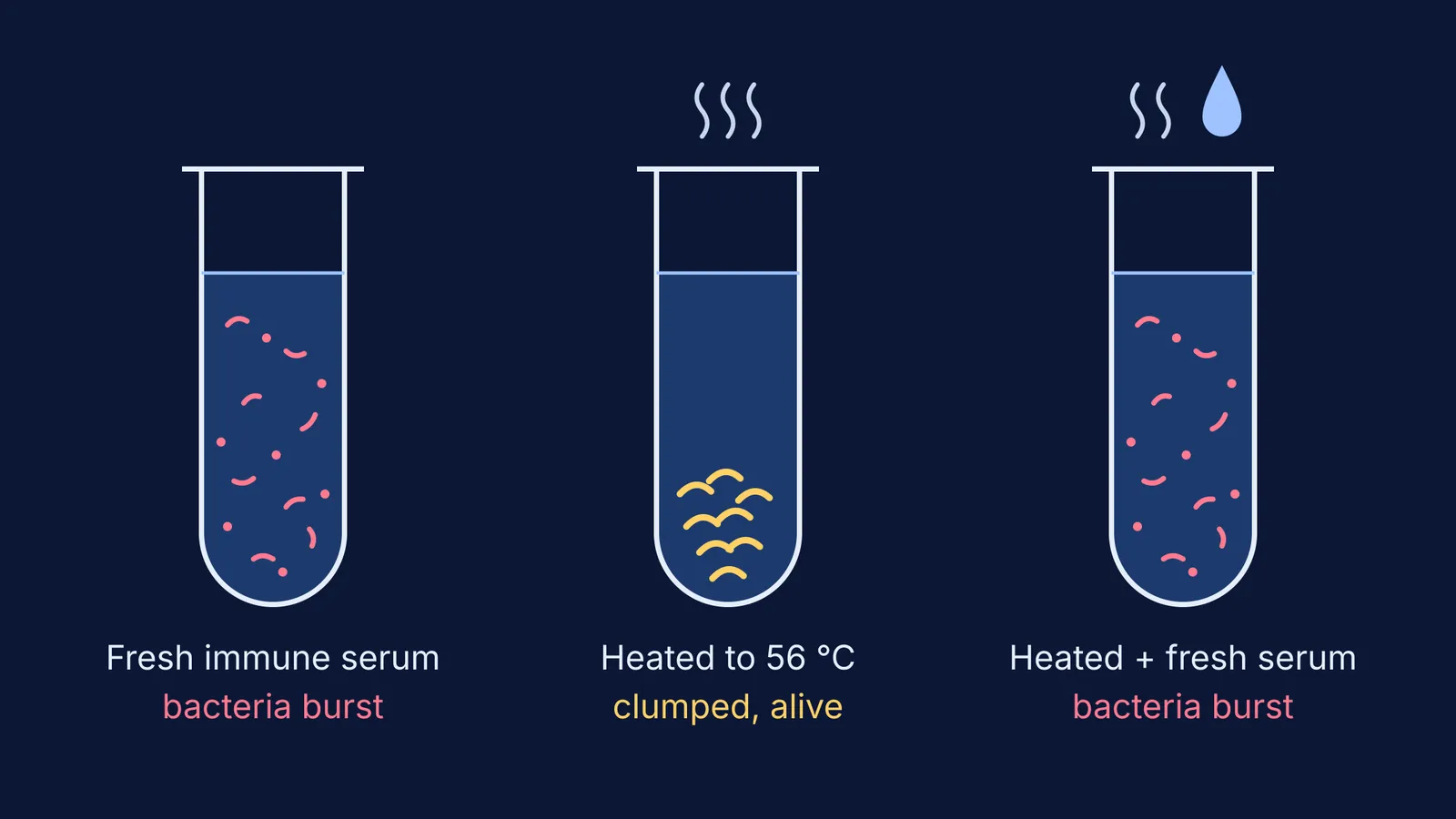Three test tubes showing Bordet's experiment: burst, clumped, then burst bacteria
