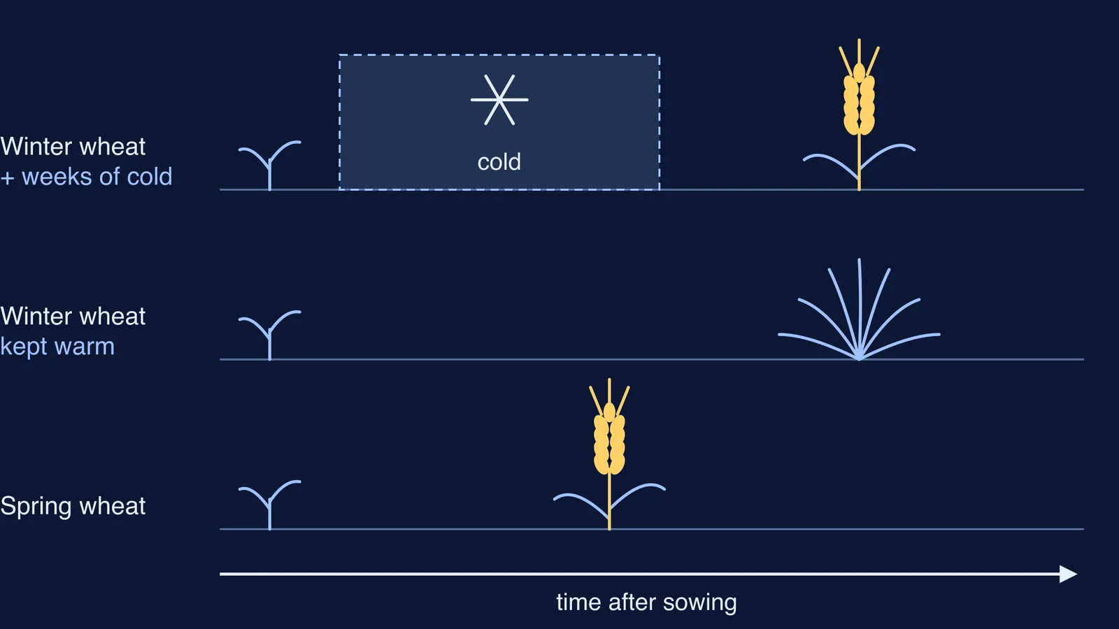 Three wheat timelines: winter wheat flowers after cold, not without it; spring wheat flowers early