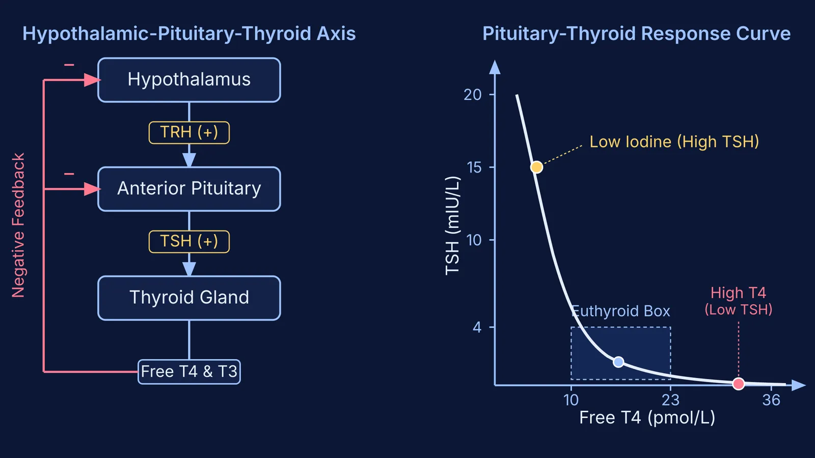 Thyroid hormone negative feedback loop and inverse non-linear TSH response curve