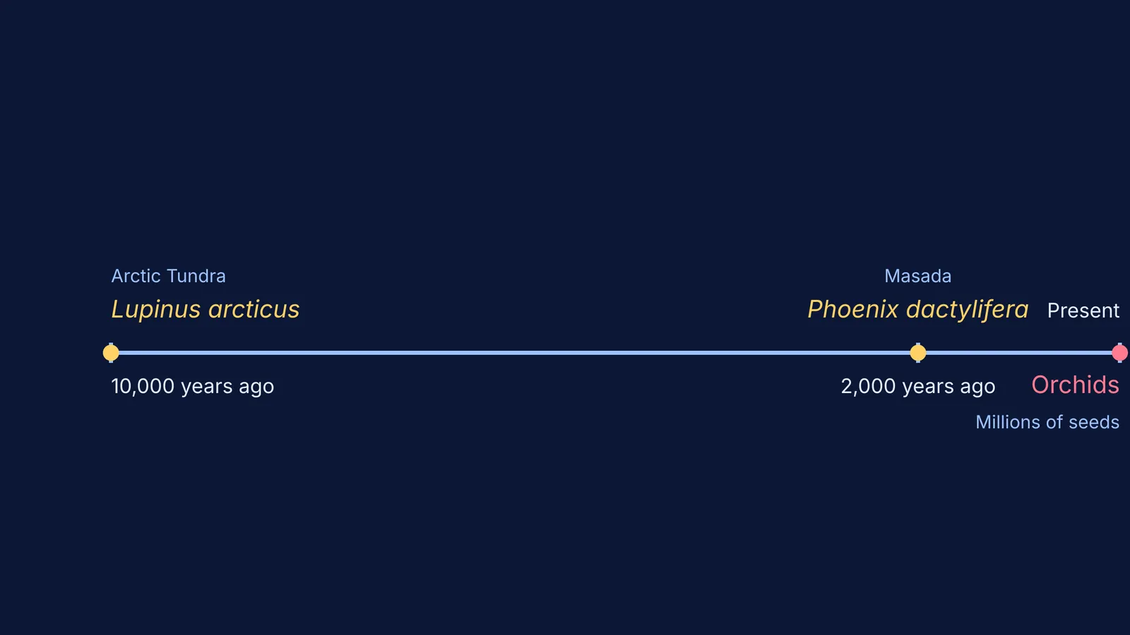 Timeline comparing the 10,000-year dormancy of the arctic lupine to the 2,000-year dormancy of the Masada date palm.