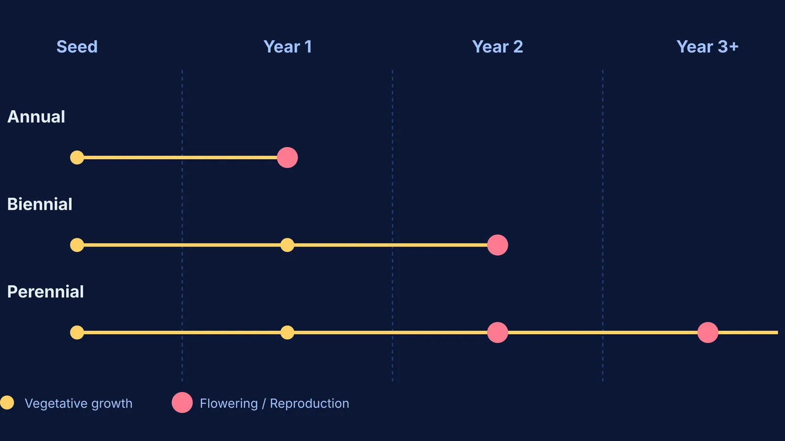 Timeline comparing the lifespans of annual, biennial, and perennial plants