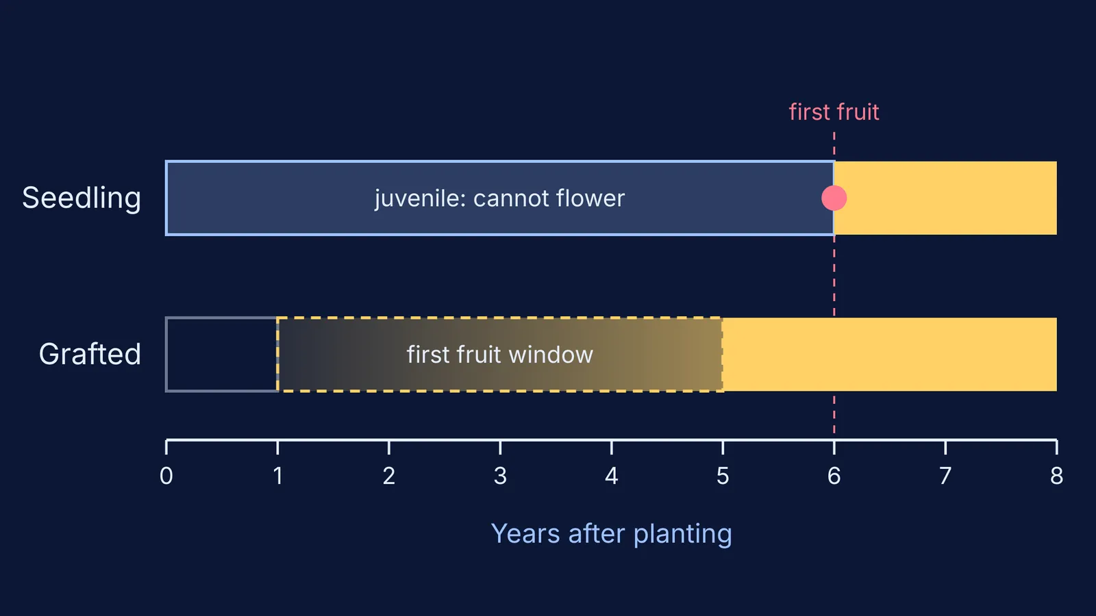 Timeline comparing years to first fruit for seedling and grafted mango trees