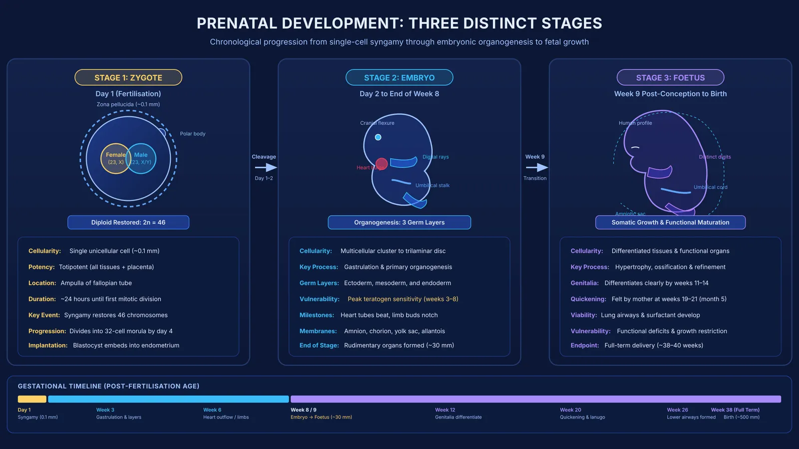 Timeline diagram comparing human zygote, embryo, and foetus across developmental milestones.