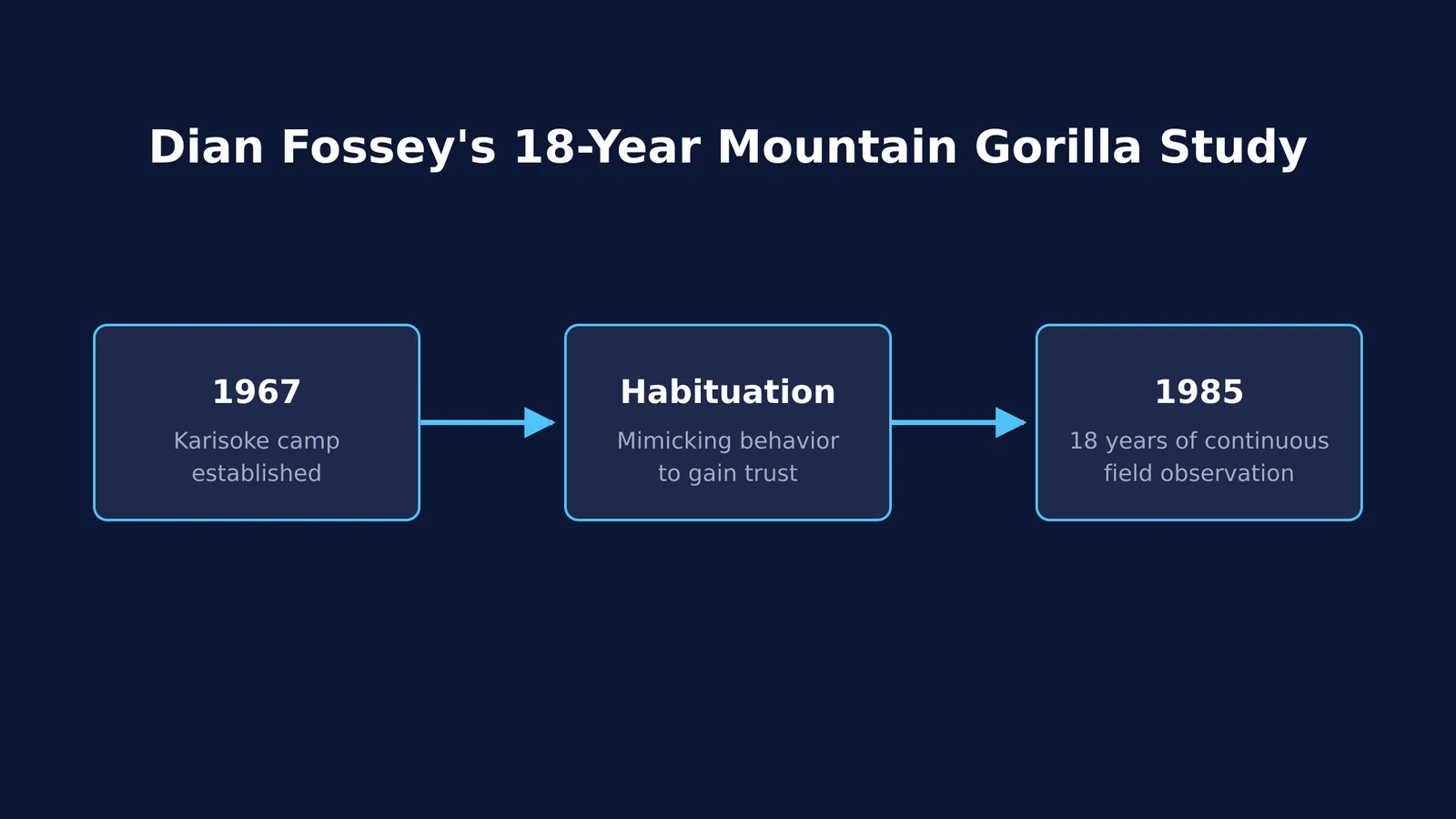 Timeline diagram of Dian Fossey's 18-year mountain gorilla study from 1967 to 1985