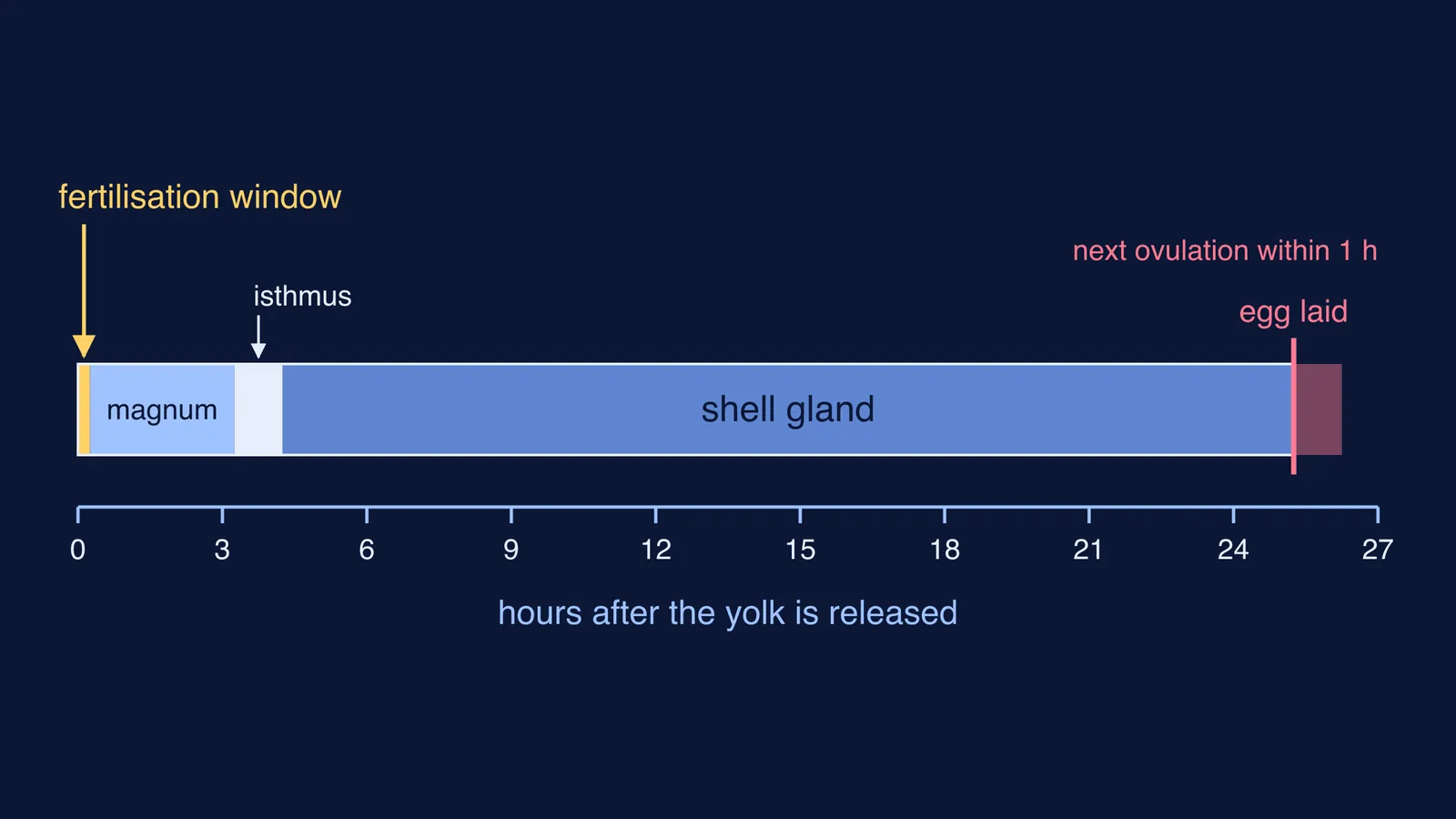 Timeline of a hen's egg forming through the oviduct over about 25 hours