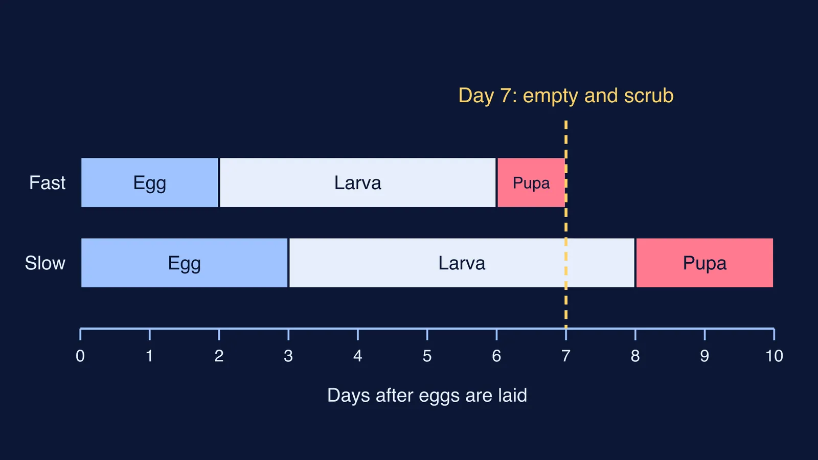 Timeline of Aedes egg, larva and pupa stages, with a day-7 cleaning line