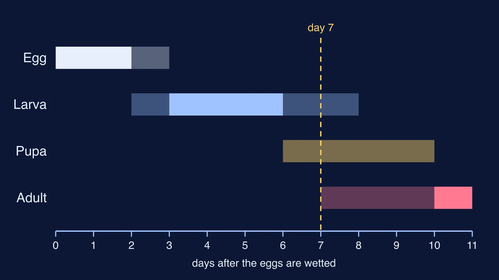 Timeline of Aedes mosquito stages from egg to adult over eleven days