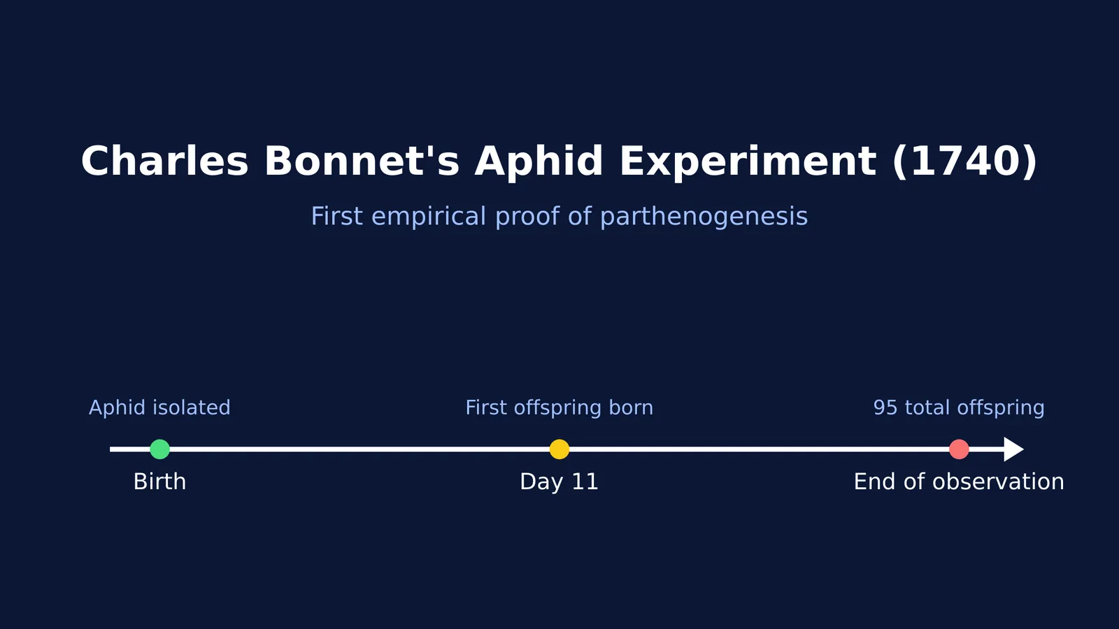Timeline of Charles Bonnet's 1740 aphid experiment showing 95 offspring